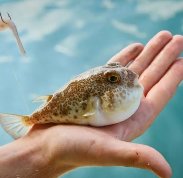 Foto - Tehlike giderek yayılıyor! Çanakkale Boğazı'na dayandı