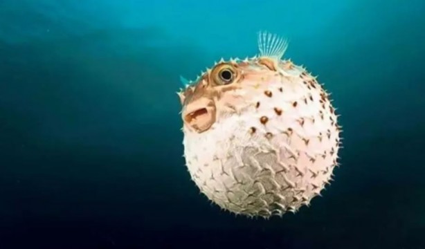 Tehlike giderek yayılıyor! Çanakkale Boğazı'na dayandı