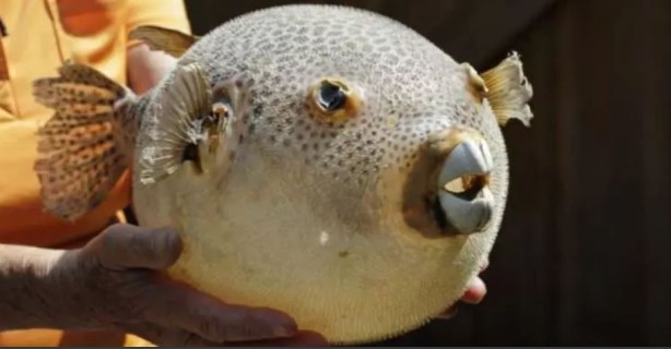 Foto - Tehlike giderek yayılıyor! Çanakkale Boğazı'na dayandı