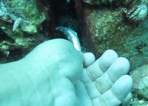 Foto - Tehlike her noktada büyüyor | Denizler istila edildi!