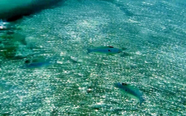 Foto - Tehlike her noktada büyüyor | Denizler istila edildi!