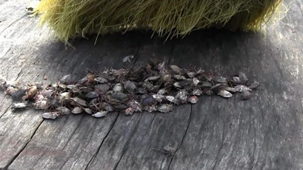 Foto - Tehlike Türkiye sınırlarına da dayandı! Evlere girerlerse bir daha çıkmıyorlar