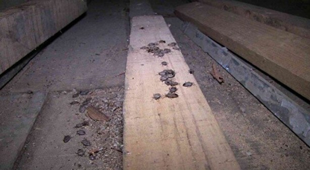 Foto - Tehlike Türkiye sınırlarına da dayandı! Evlere girerlerse bir daha çıkmıyorlar