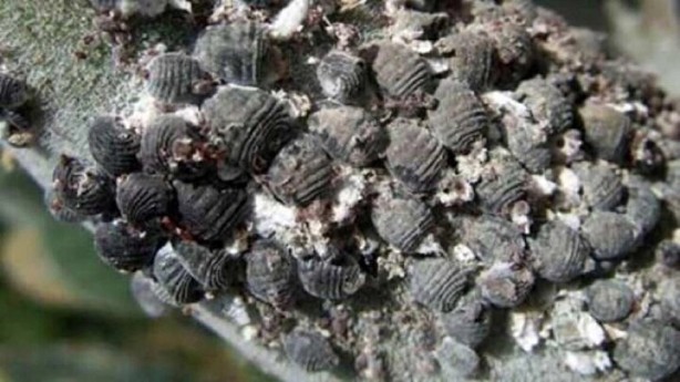 Foto - Tehlike Türkiye sınırlarına da dayandı! Evlere girerlerse bir daha çıkmıyorlar