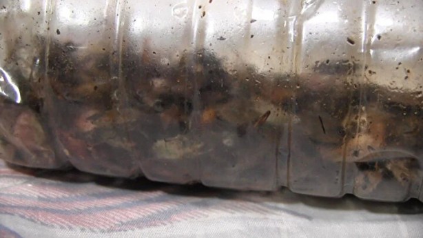 Foto - Tehlike Türkiye sınırlarına da dayandı! Evlere girerlerse bir daha çıkmıyorlar