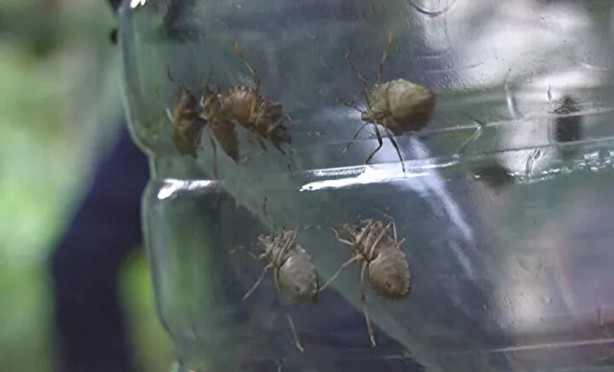 Foto - Tehlike Türkiye sınırlarına da dayandı! Evlere girerlerse bir daha çıkmıyorlar