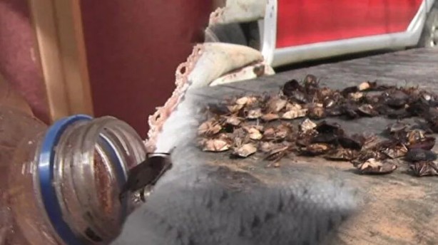 Foto - Tehlike Türkiye sınırlarına da dayandı! Evlere girerlerse bir daha çıkmıyorlar