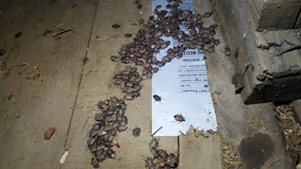 Foto - Tehlike Türkiye sınırlarına da dayandı! Evlere girerlerse bir daha çıkmıyorlar