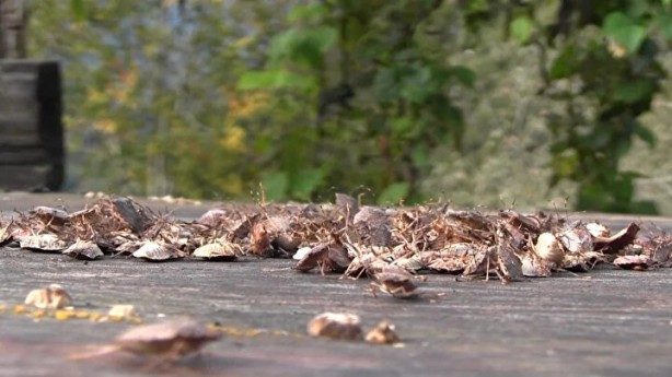 Foto - Tehlike Türkiye sınırlarına da dayandı! Evlere girerlerse bir daha çıkmıyorlar