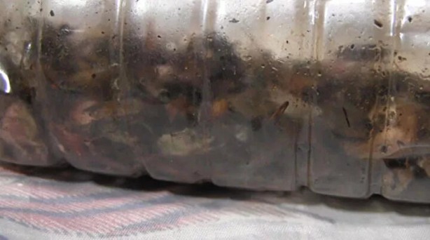 Foto - Tehlike Türkiye sınırlarına da dayandı! Evlere girerlerse bir daha çıkmıyorlar