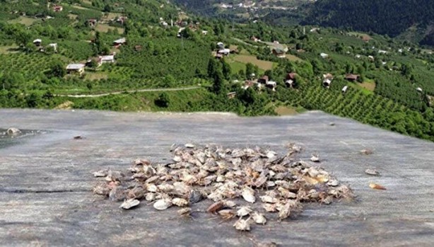 Foto - Tehlike Türkiye sınırlarına da dayandı! Evlere girerlerse bir daha çıkmıyorlar