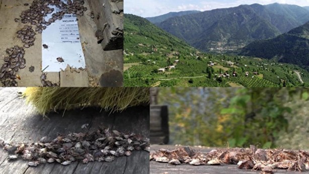 Foto - Tehlike Türkiye sınırlarına da dayandı! Evlere girerlerse bir daha çıkmıyorlar