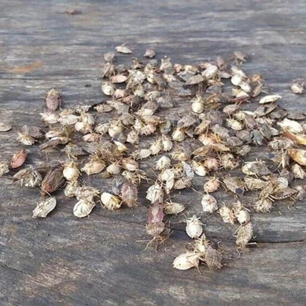 Foto - Tehlike Türkiye sınırlarına da dayandı! Evlere girerlerse bir daha çıkmıyorlar