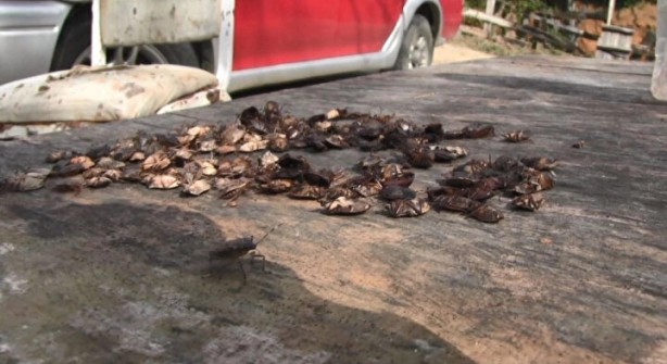 Foto - Tehlike Türkiye sınırlarına da dayandı! Evlere girerlerse bir daha çıkmıyorlar