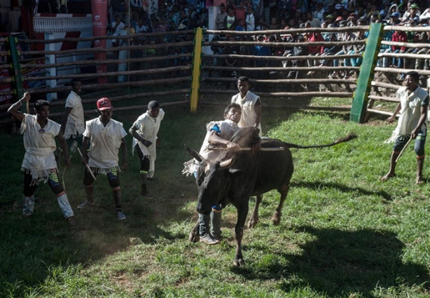 Foto - Tehlikeli gelenek: Savika