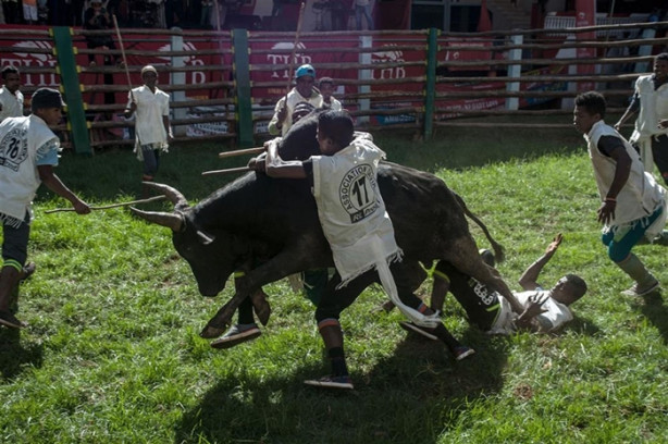 Foto - Tehlikeli gelenek: Savika