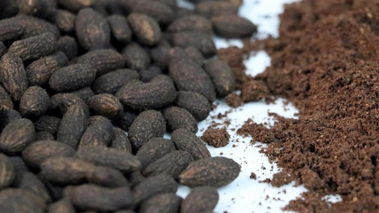 Foto - Tehlikeli mi sağlıklı mı? Zeytin çekirdeği yutulursa ne olur? Uzmanlar o sorunun cevabını verdi...