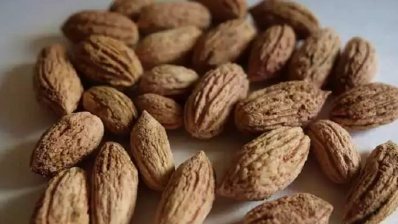 Foto - Tehlikeli mi sağlıklı mı? Zeytin çekirdeği yutulursa ne olur? Uzmanlar o sorunun cevabını verdi...