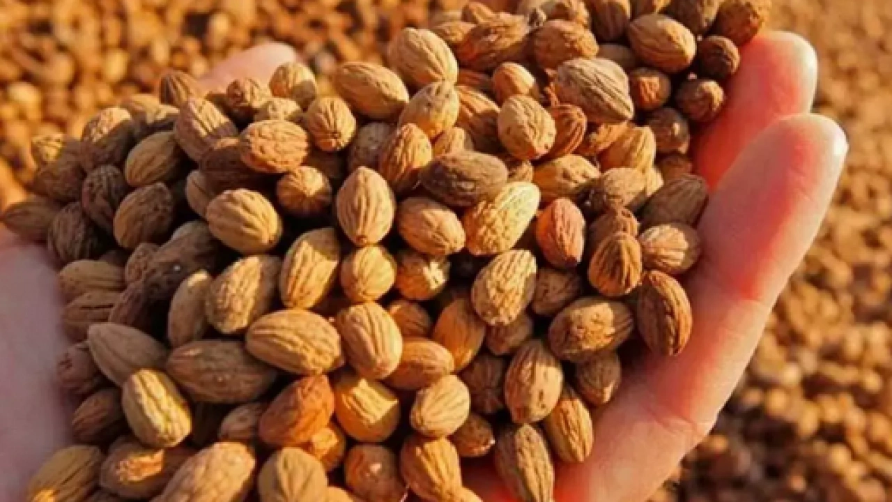 Foto - Tehlikeli mi sağlıklı mı? Zeytin çekirdeği yutulursa ne olur? Uzmanlar o sorunun cevabını verdi...