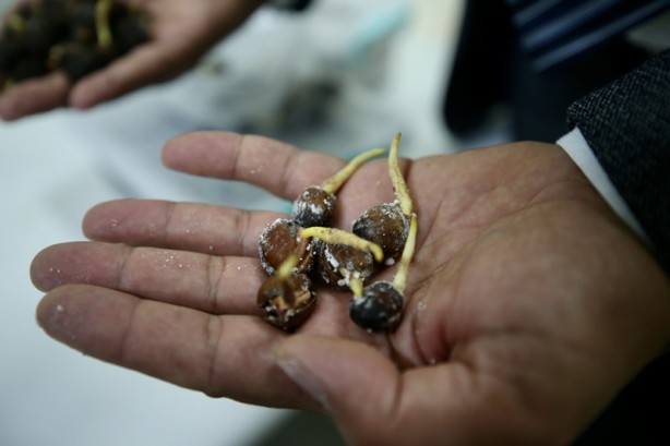 'Tek ağaç' modeliyle verim artışı hedefliyorlar! Fındığın DNA'sını çıkardılar