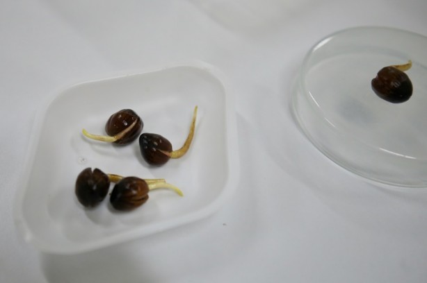 Foto - 'Tek ağaç' modeliyle verim artışı hedefliyorlar! Fındığın DNA'sını çıkardılar