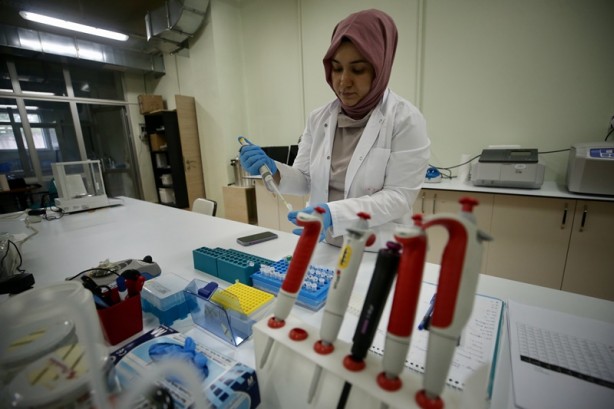 Foto - 'Tek ağaç' modeliyle verim artışı hedefliyorlar! Fındığın DNA'sını çıkardılar