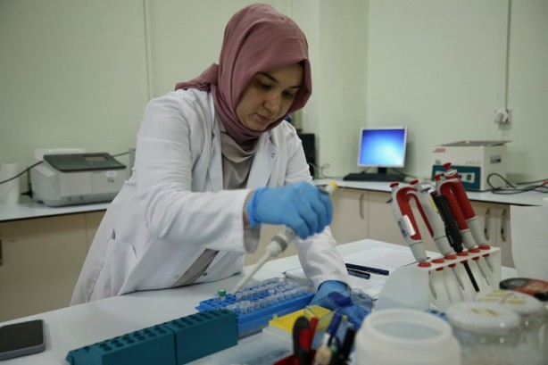 Foto - 'Tek ağaç' modeliyle verim artışı hedefliyorlar! Fındığın DNA'sını çıkardılar