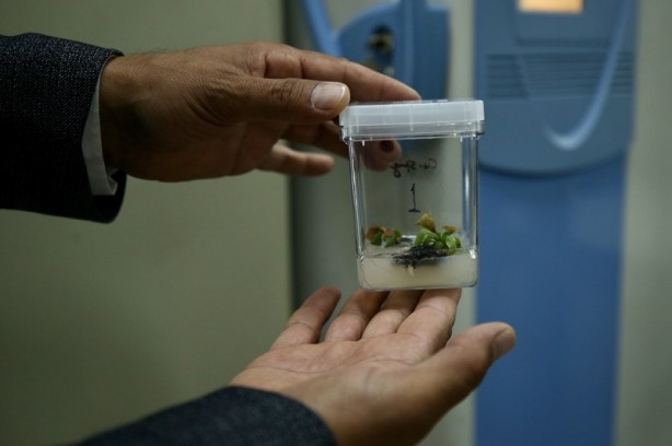 Foto - 'Tek ağaç' modeliyle verim artışı hedefliyorlar! Fındığın DNA'sını çıkardılar