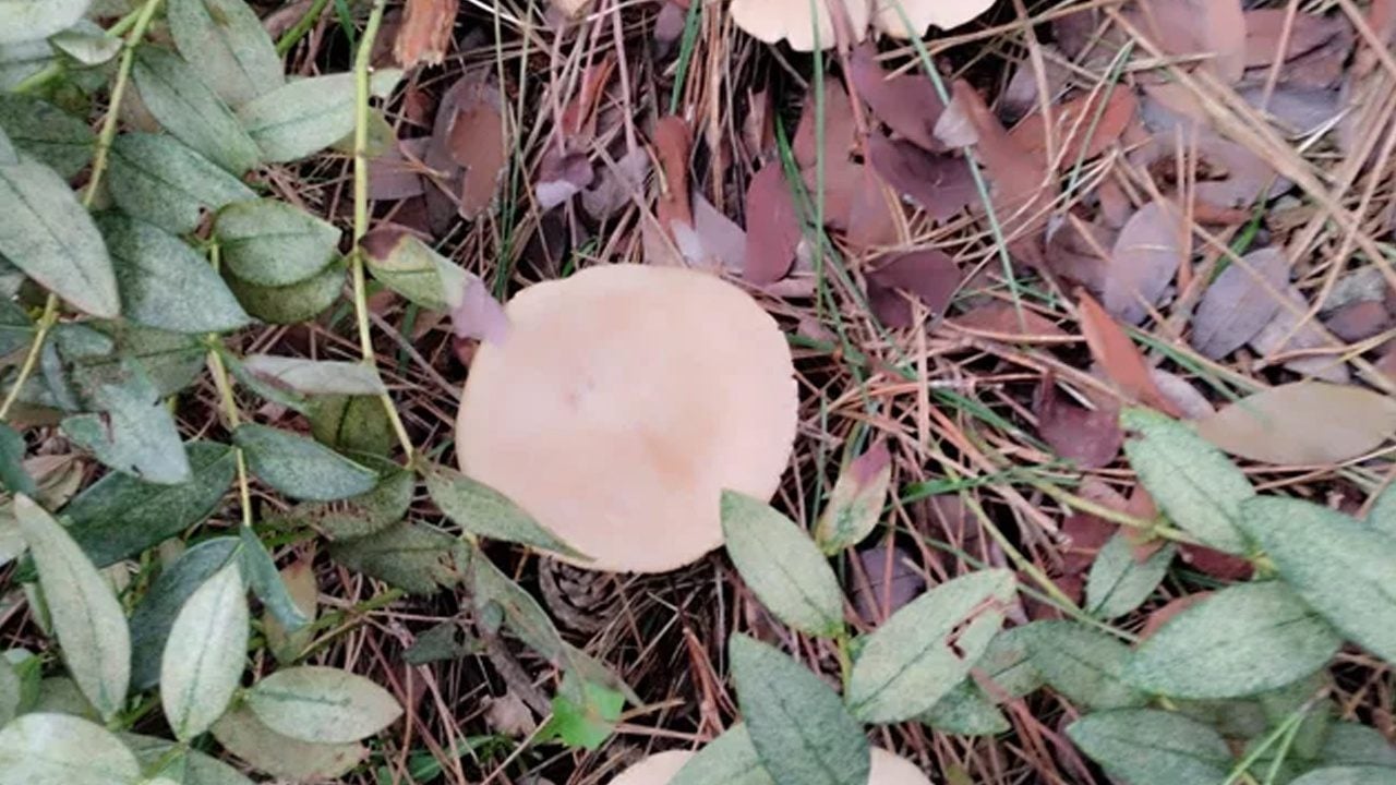 Foto - Tek bir tanesi bile organları bitiriyor diyor! ilk kez bu kadar net konuştu: O isimden o sözleri duyan şok olacak