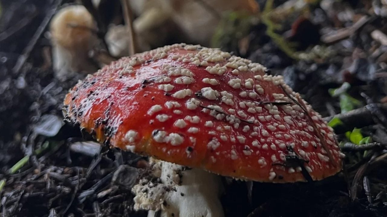 Foto - Tek bir tanesi bile organları bitiriyor diyor! ilk kez bu kadar net konuştu: O isimden o sözleri duyan şok olacak