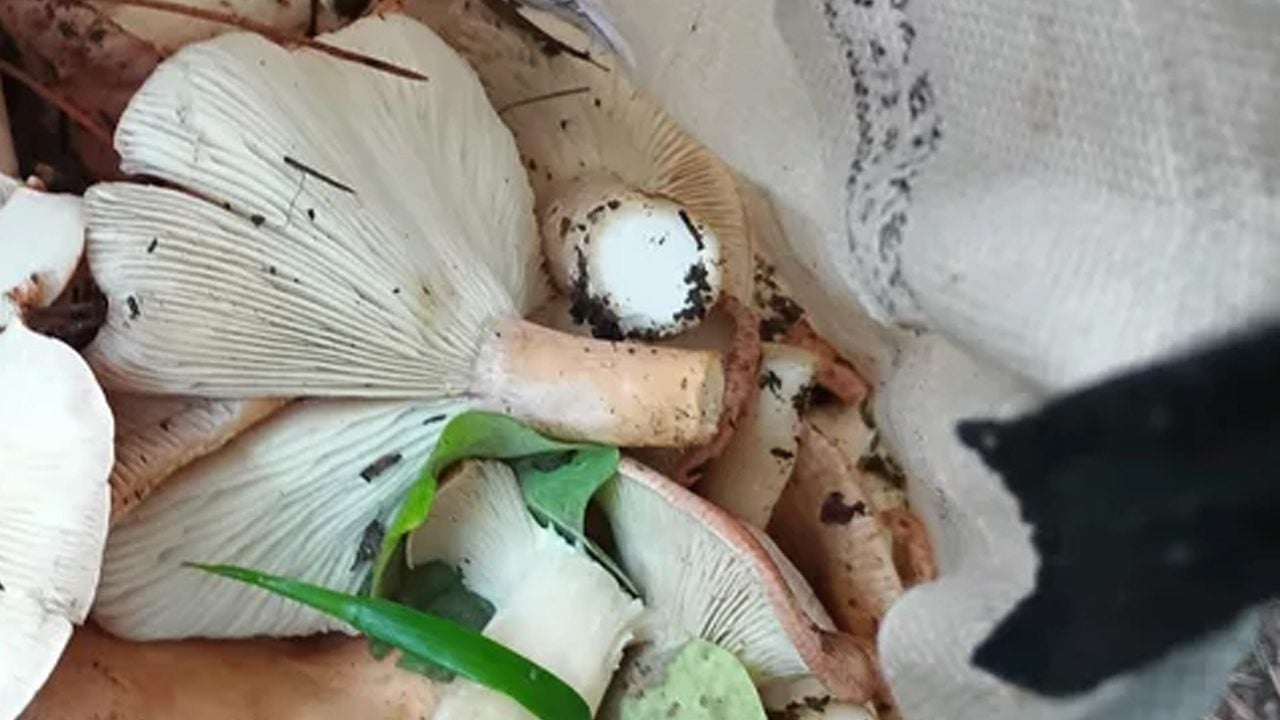 Tek bir tanesi bile organları bitiriyor diyor! ilk kez bu kadar net konuştu: O isimden o sözleri duyan şok olacak