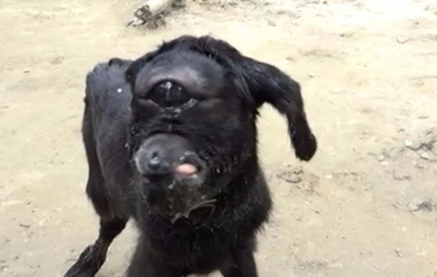 Foto - Tek gözlü keçi dünyaya geldi