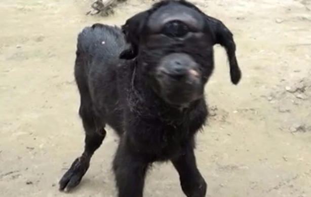 Foto - Tek gözlü keçi dünyaya geldi