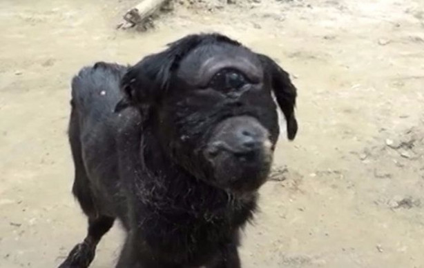 Foto - Tek gözlü keçi dünyaya geldi