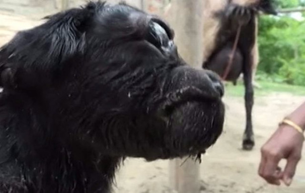 Foto - Tek gözlü keçi dünyaya geldi