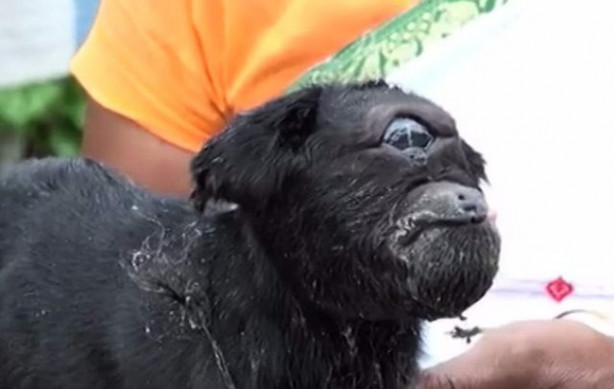 Tek gözlü keçi dünyaya geldi