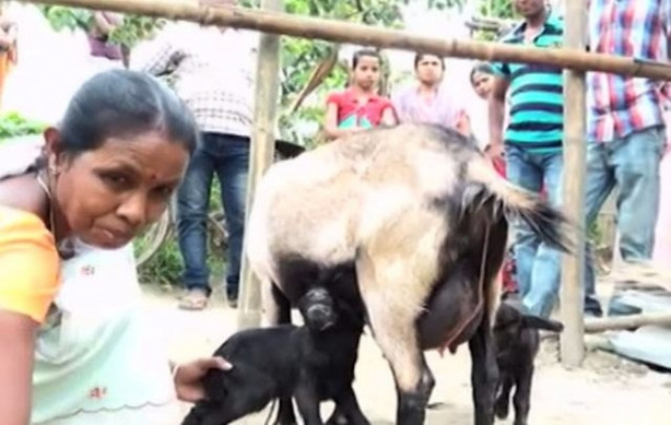 Foto - Tek gözlü keçi dünyaya geldi