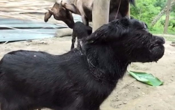 Foto - Tek gözlü keçi dünyaya geldi