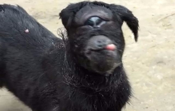 Foto - Tek gözlü keçi dünyaya geldi