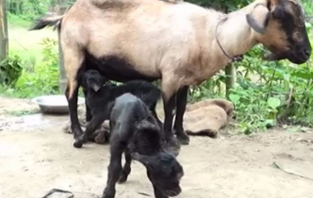 Foto - Tek gözlü keçi dünyaya geldi