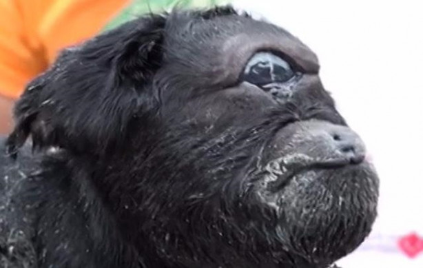 Foto - Tek gözlü keçi dünyaya geldi