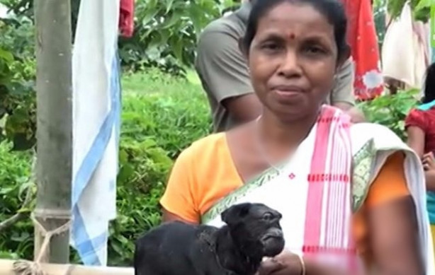 Foto - Tek gözlü keçi dünyaya geldi