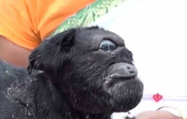 Foto - Tek gözlü keçi dünyaya geldi