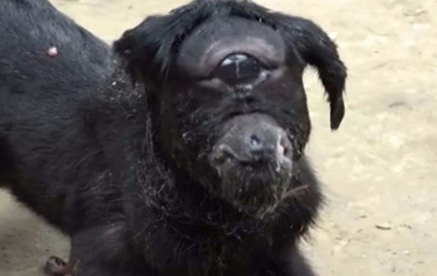 Foto - Tek gözlü keçi dünyaya geldi