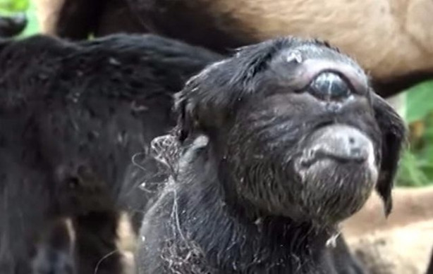 Foto - Tek gözlü keçi dünyaya geldi