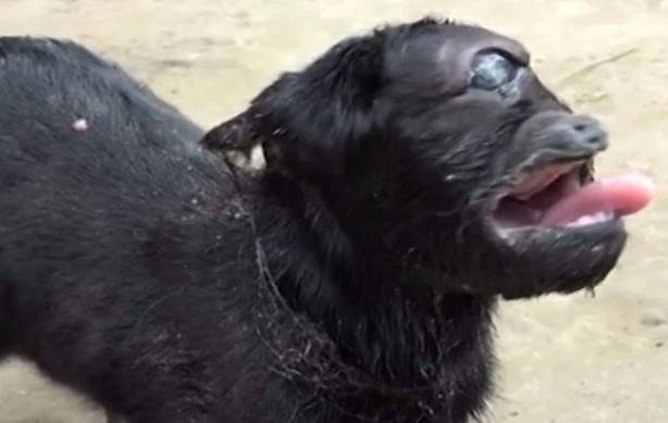 Foto - Tek gözlü keçi dünyaya geldi