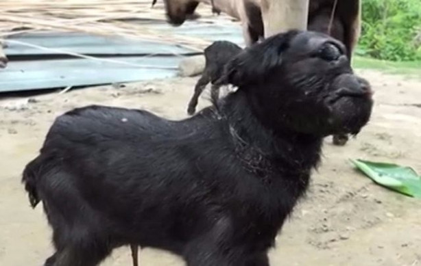Foto - Tek gözlü keçi dünyaya geldi