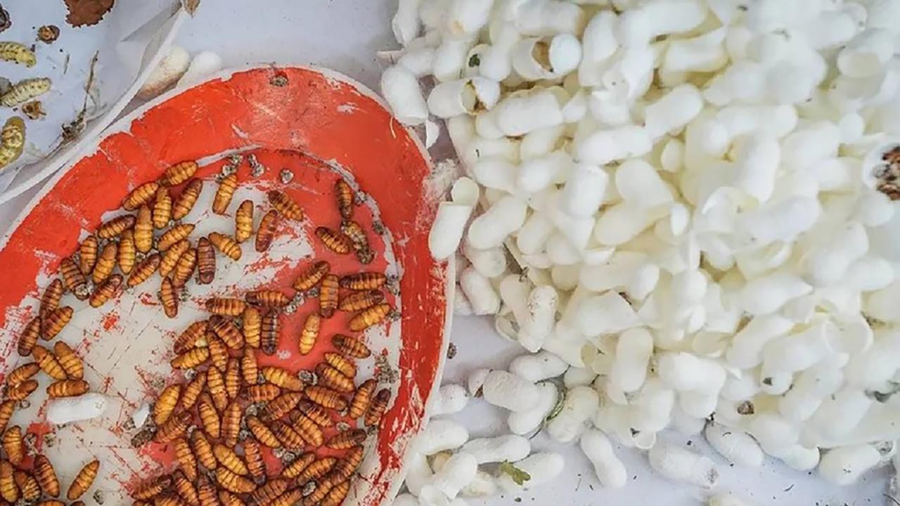 Foto - Tek tek ayıklandılar, ücretsiz dağıtılıyor! Türkiye bu üretimle dışa bağımlılıktan kurtuluyor