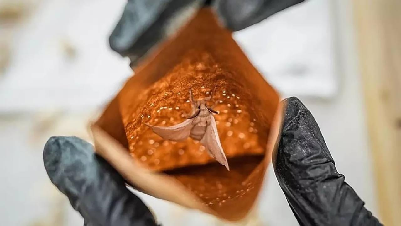 Foto - Tek tek ayıklandılar, ücretsiz dağıtılıyor! Türkiye bu üretimle dışa bağımlılıktan kurtuluyor