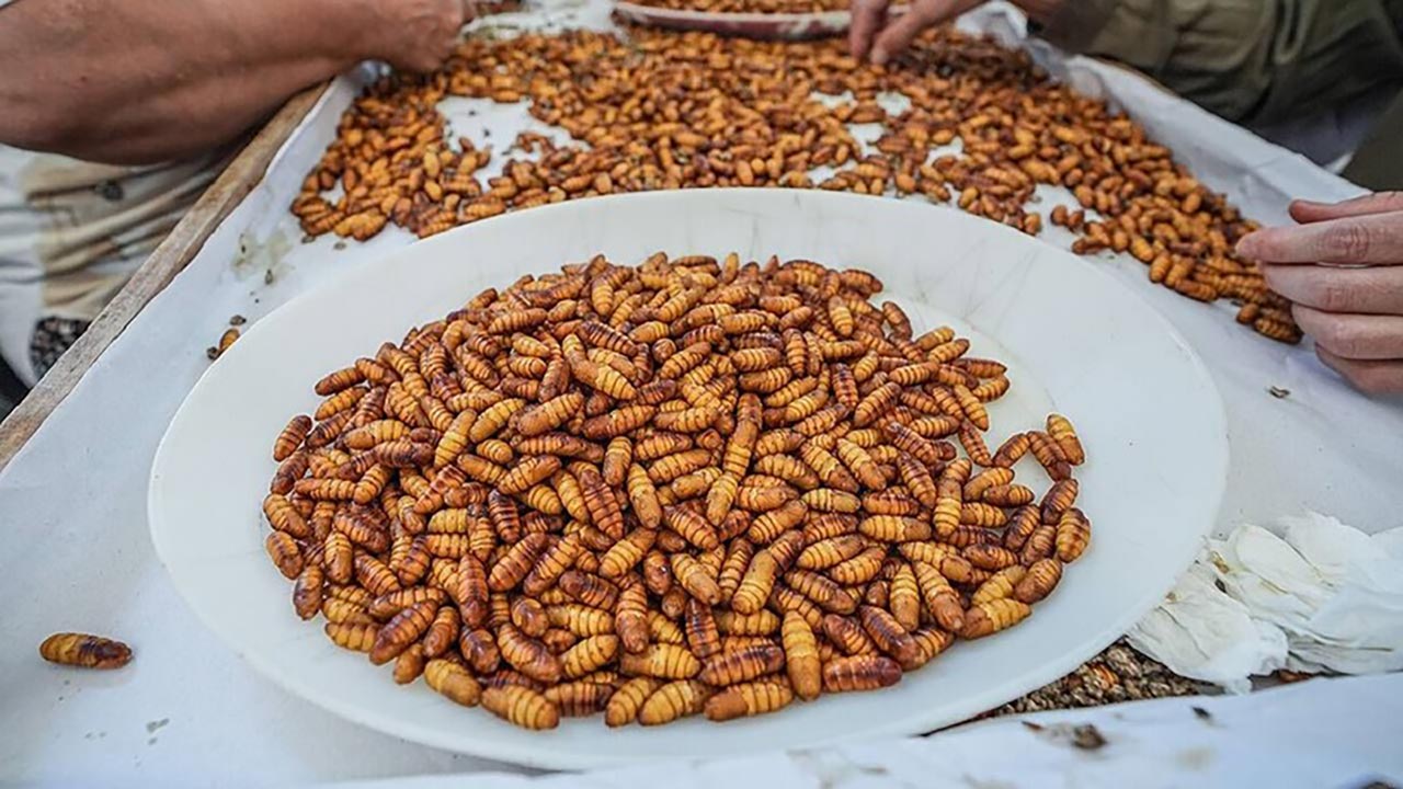 Foto - Tek tek ayıklandılar, ücretsiz dağıtılıyor! Türkiye bu üretimle dışa bağımlılıktan kurtuluyor